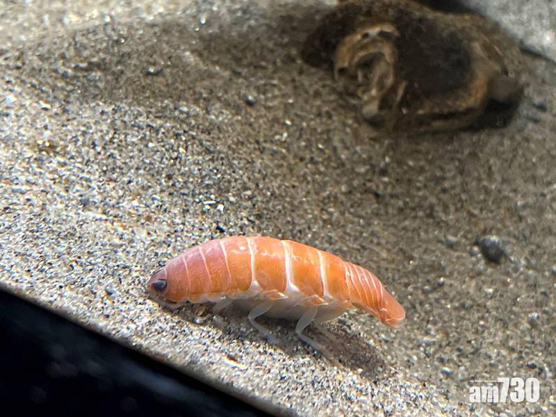 愈睇愈餓｜日水族館展新物種深海蝦 外型酷似三文魚壽司