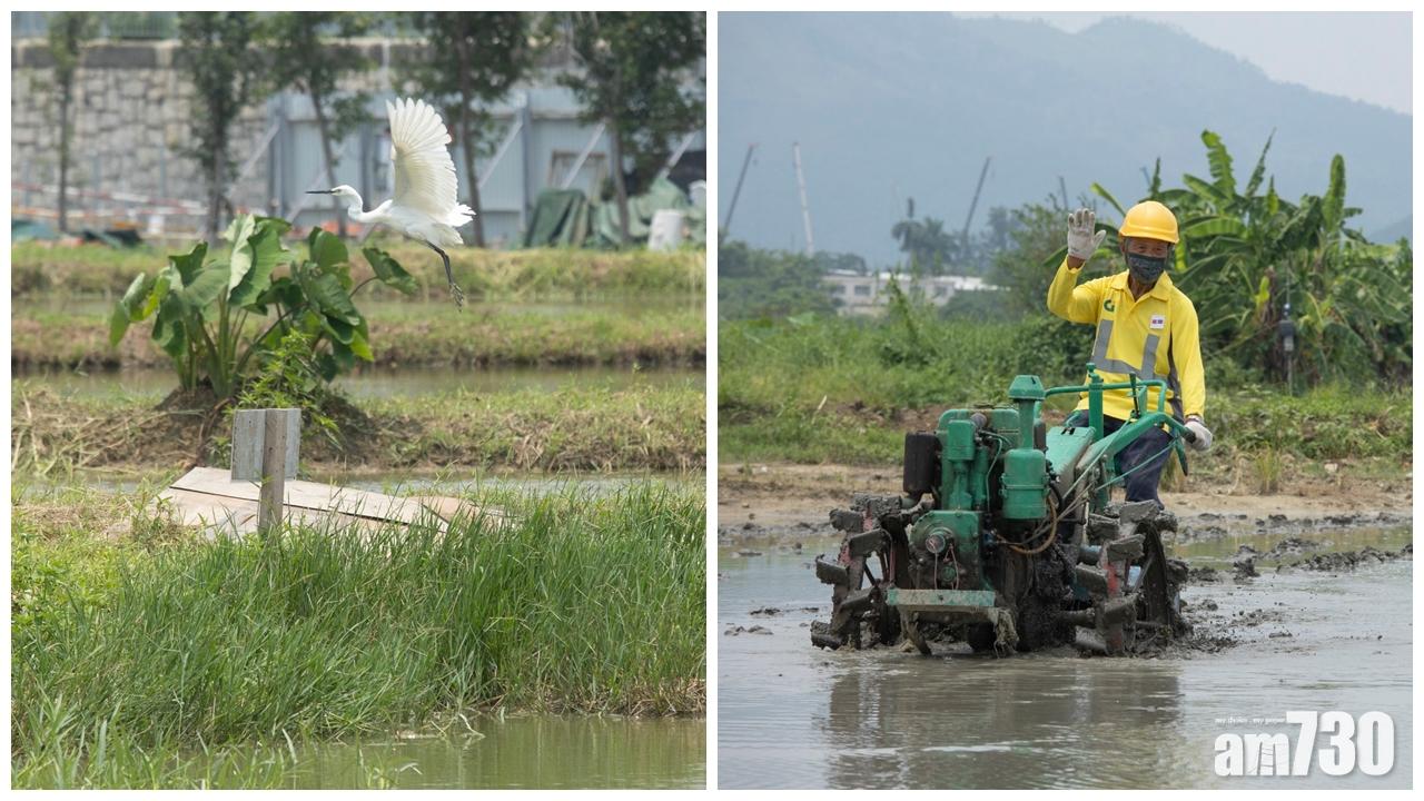 發展塱原自然生態公園 復修優化工程料2023年竣工