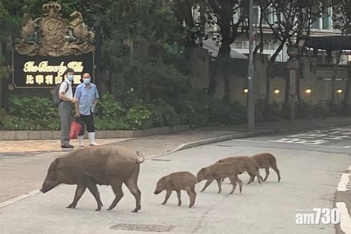 網上熱話｜野豬一家五口過馬路　步伐一致網民讚有愛