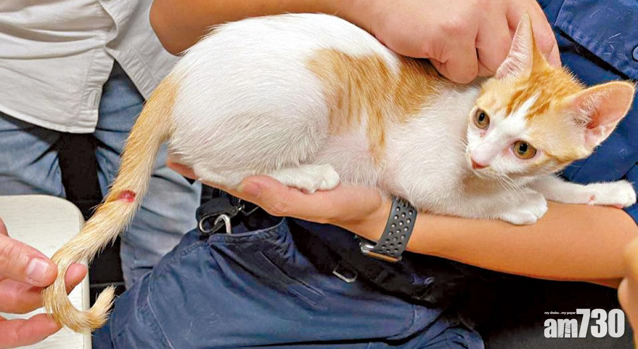 虐待同居女友兩貓B 29歲男子屯門被捕