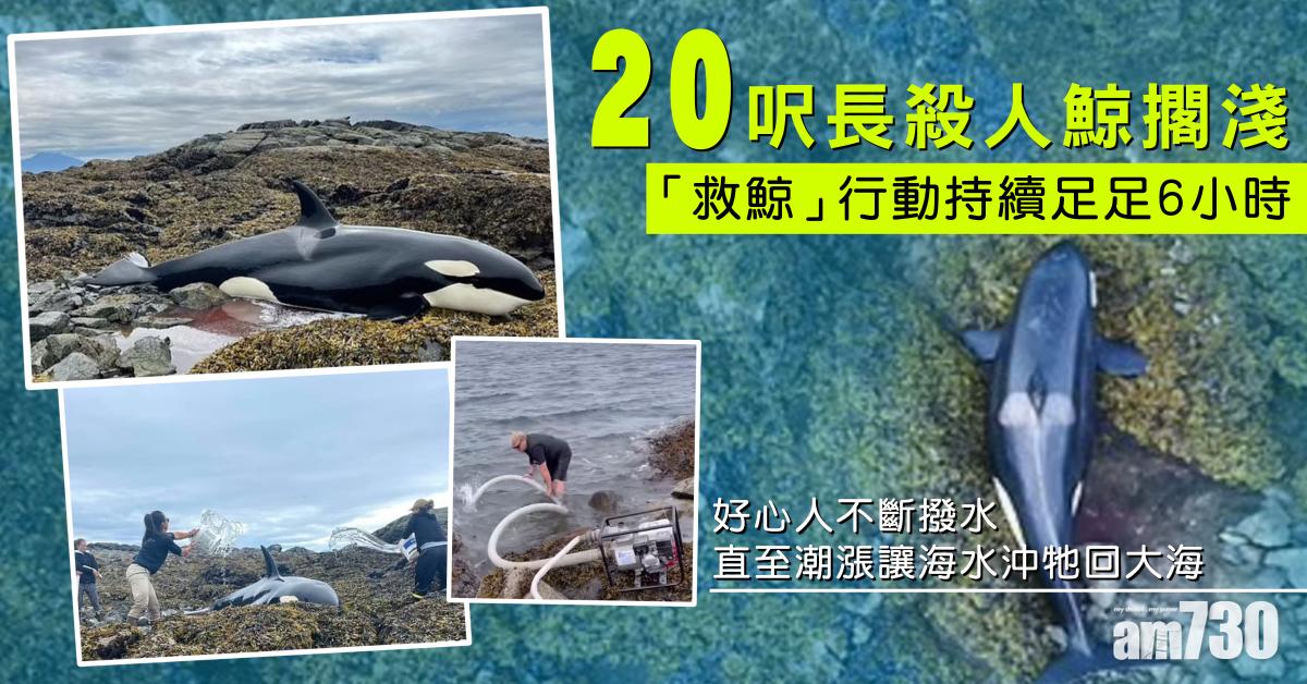 大愛｜20呎長殺人鯨擱淺  好心人不斷撥水6小時直至潮漲解困