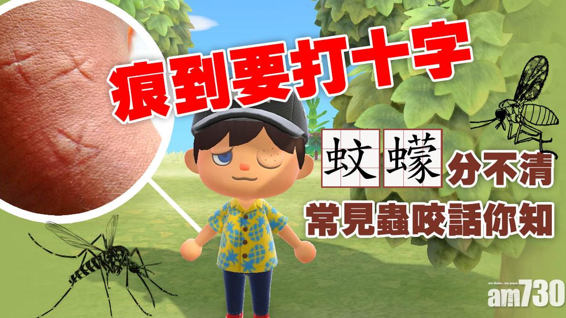 蚊叮蟲咬丨蚊蠓傻傻分不清 6種夏天蟲叮咬話你知