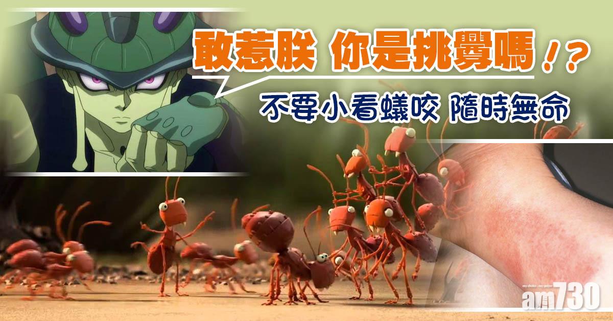 蟲咬丨家蟻 黃猄蟻 紅火蟻 仲有紅蝽 咬一下分分鐘無命