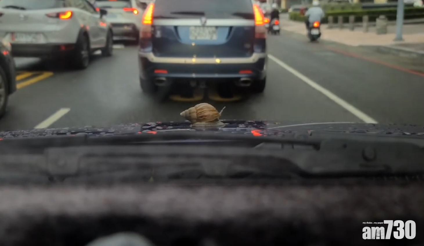 網上熱話｜蝸牛黏在引擎蓋跟車回家