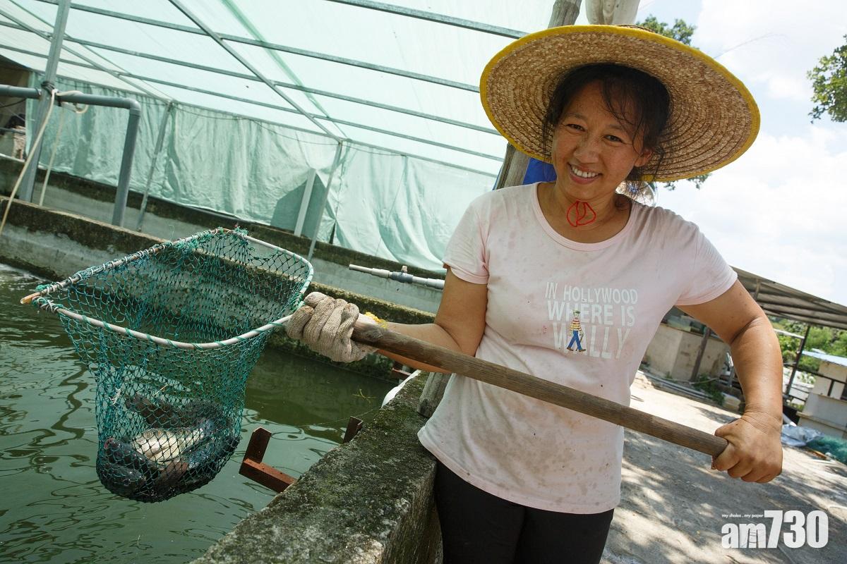 【優質養魚場計劃】好山好水 確保鮮活健康 魚菜共生 養出本地優質魚