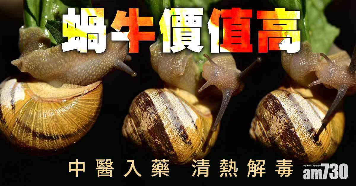 蝸牛丨原來具中藥功效 專治小便不通