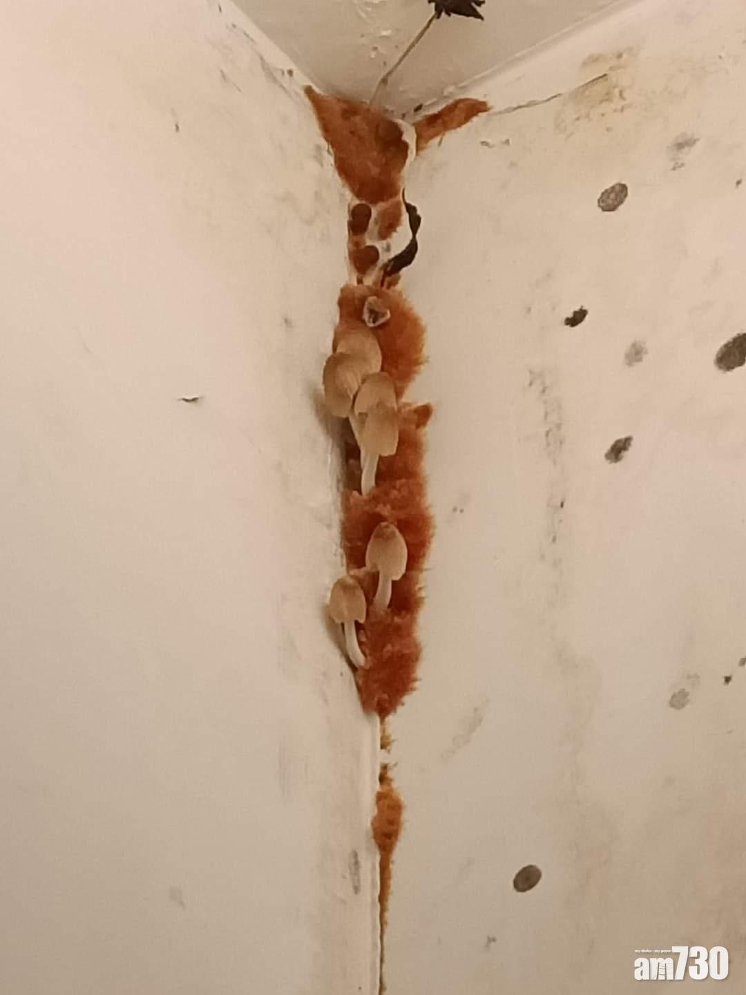 網上熱話｜業主懶理單位太潮濕生晒菇　網民：晚上加菜啦