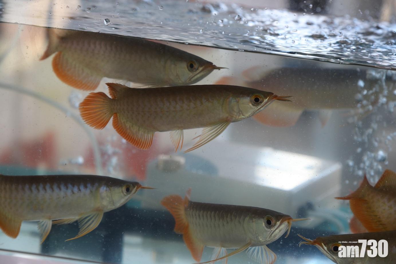 漁船偷運400條龍吐珠等瀕危物種　海關大嶼山緝私拘3人