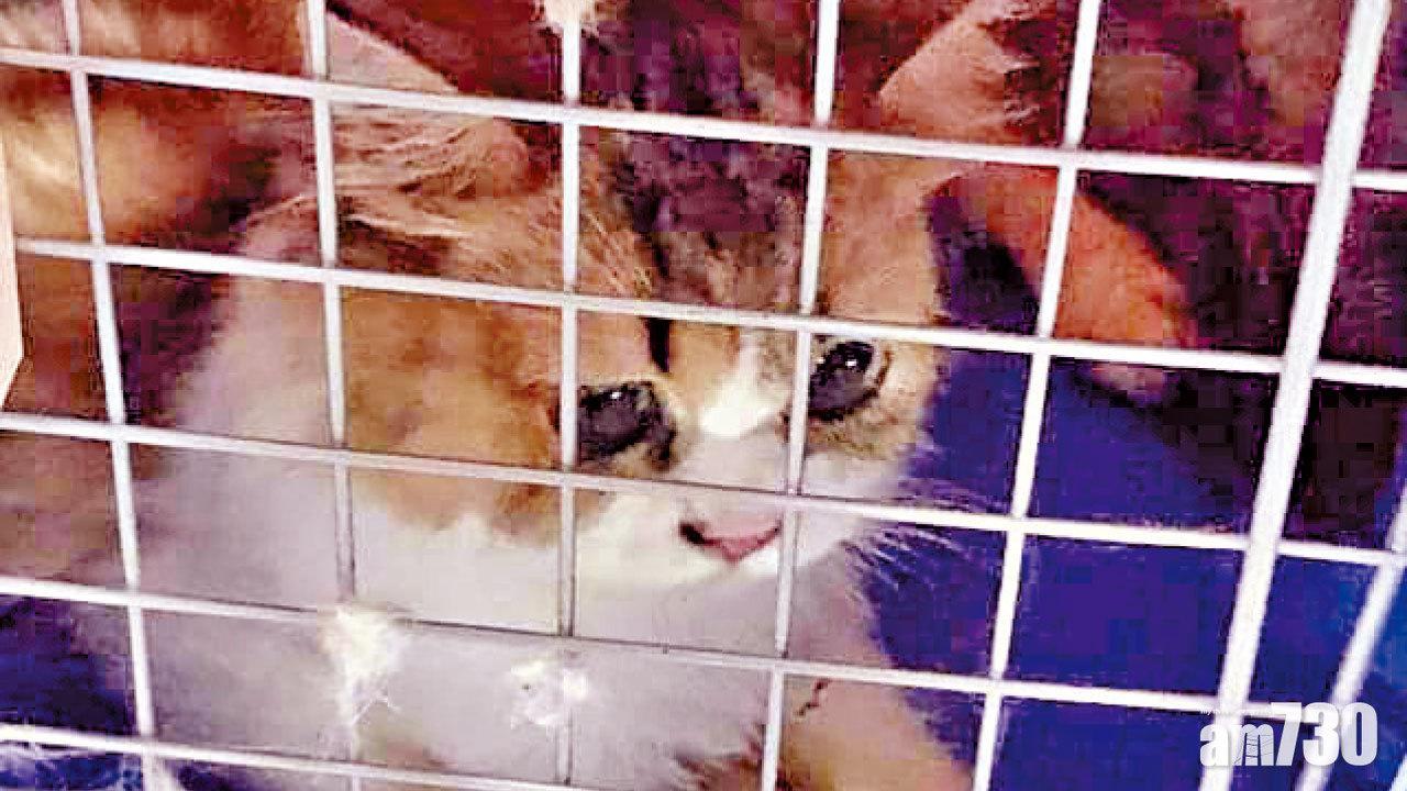 殺154走私貓被罵麻木不仁 蔡英文：依法辦理允檢討