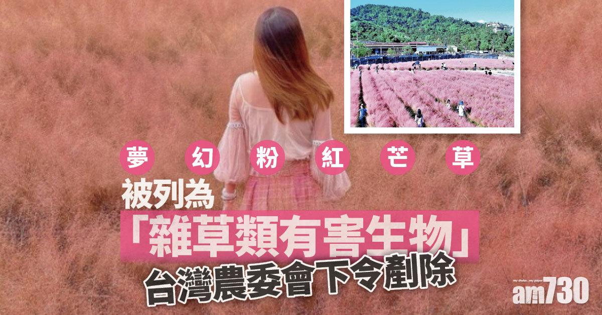 台灣誓剷除夢幻粉紅芒草 農委會下最後通牒
