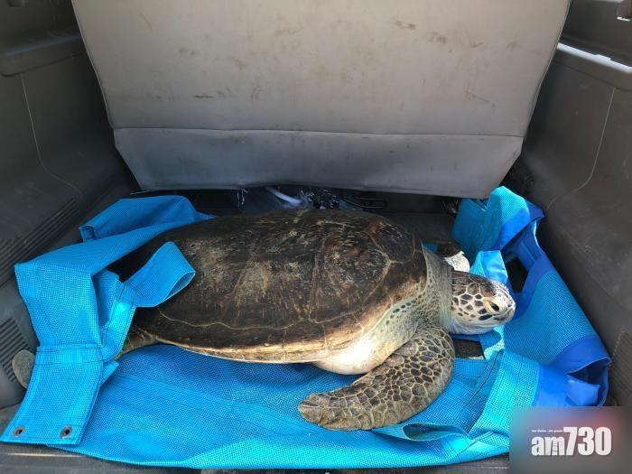 海龜誤食3公斤膠袋口罩 腸道壞死身亡