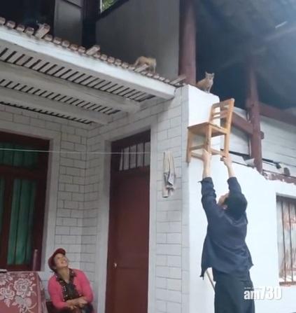 網上熱話｜小貓咪高處下不來  暖男「智能人梯」解救