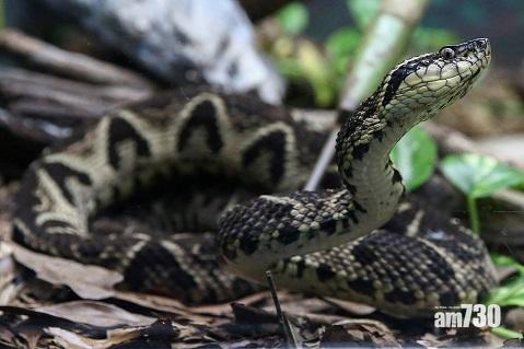 新冠肺炎｜以毒攻毒？研究︰一種毒蛇毒液可遏新冠病毒  削75%複製力  有助研藥物