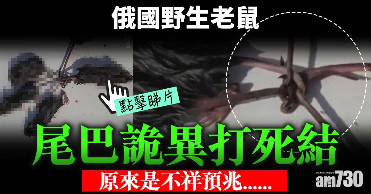 有片｜俄國野生老鼠尾巴詭異打死結  原來是不祥預兆