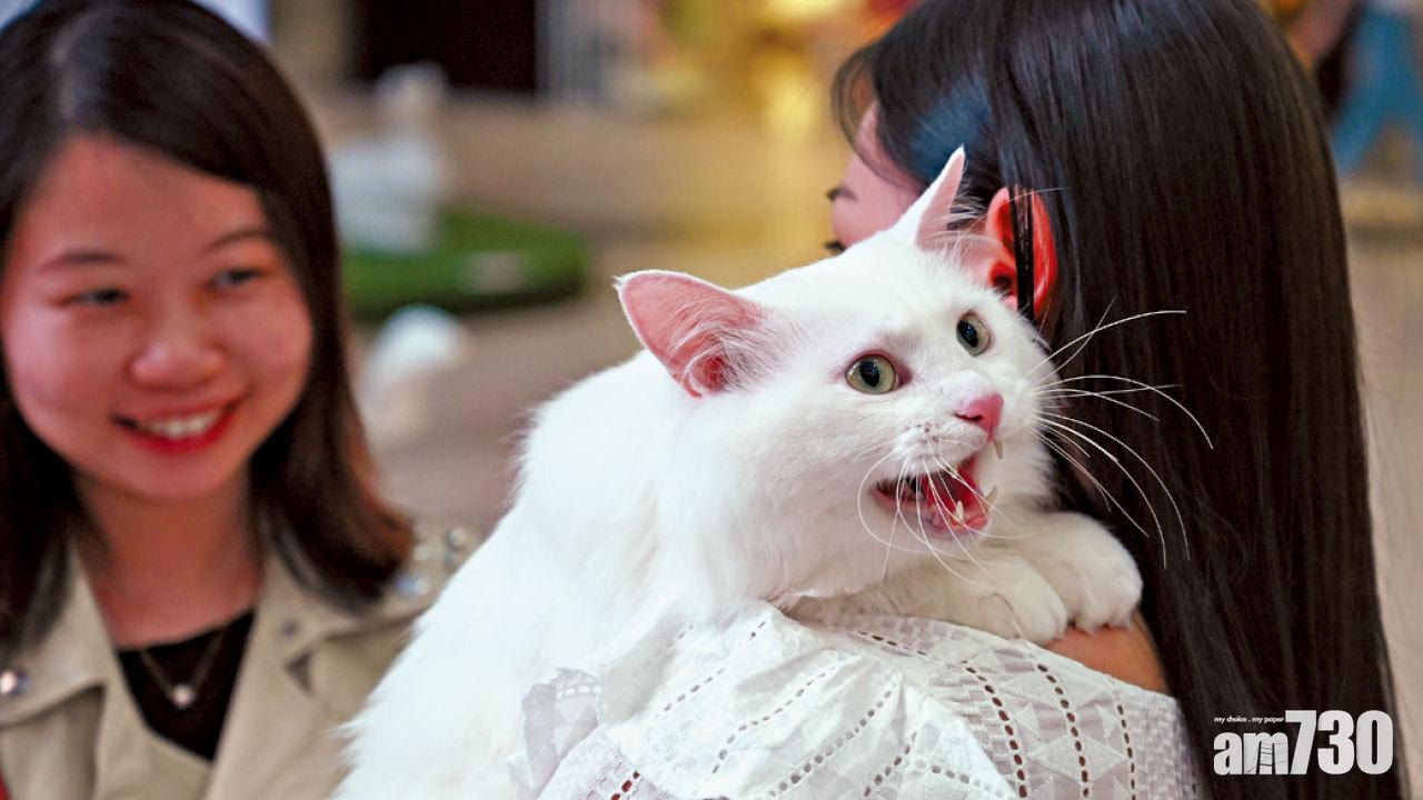 英國台灣手續分別大 帶愛寵移民須知