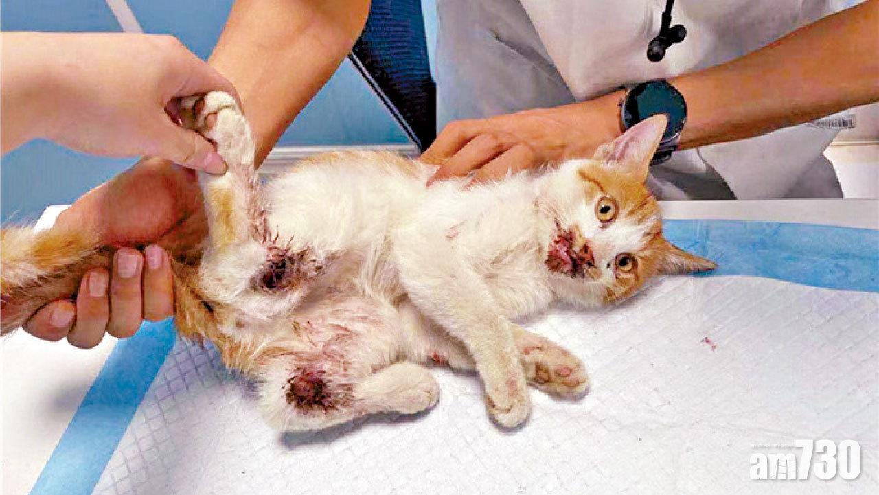 河南狂徒連虐兩貓遺煙頭 動物義工：疑故意留線索