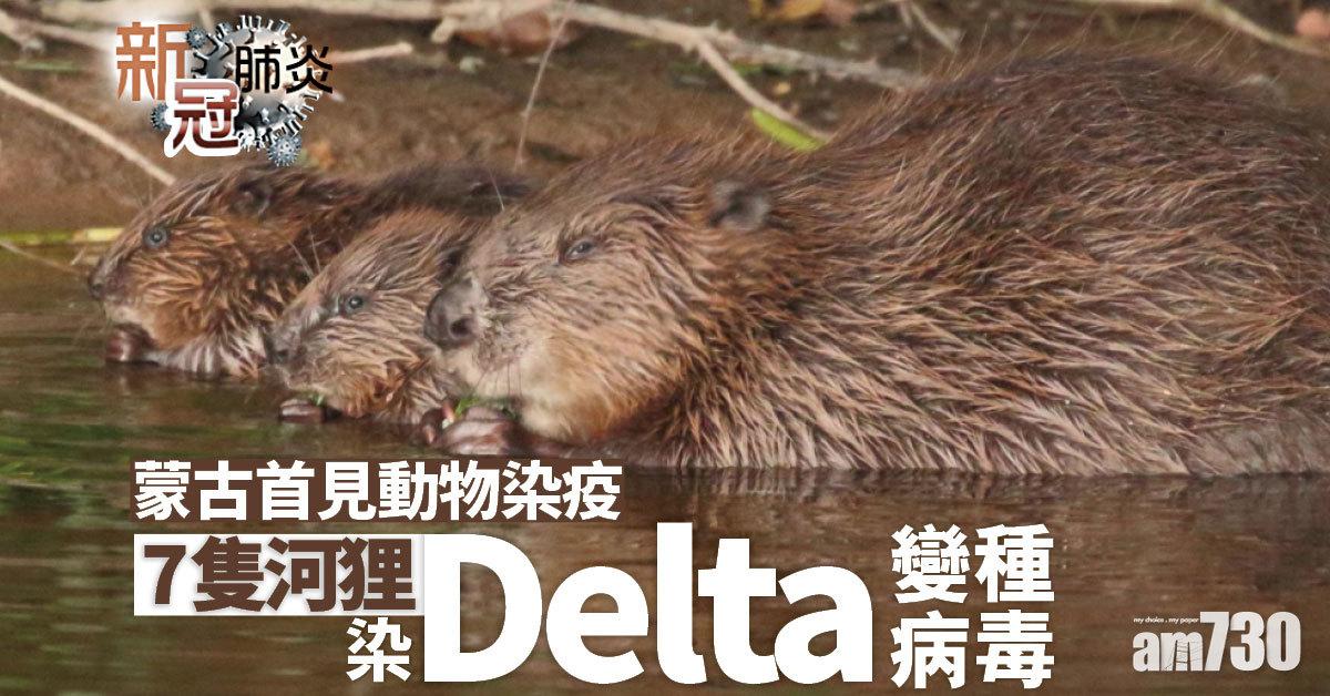 新冠肺炎｜7隻河狸染Delta變種病毒 有咳嗽流鼻水徵狀 蒙古首見動物染疫