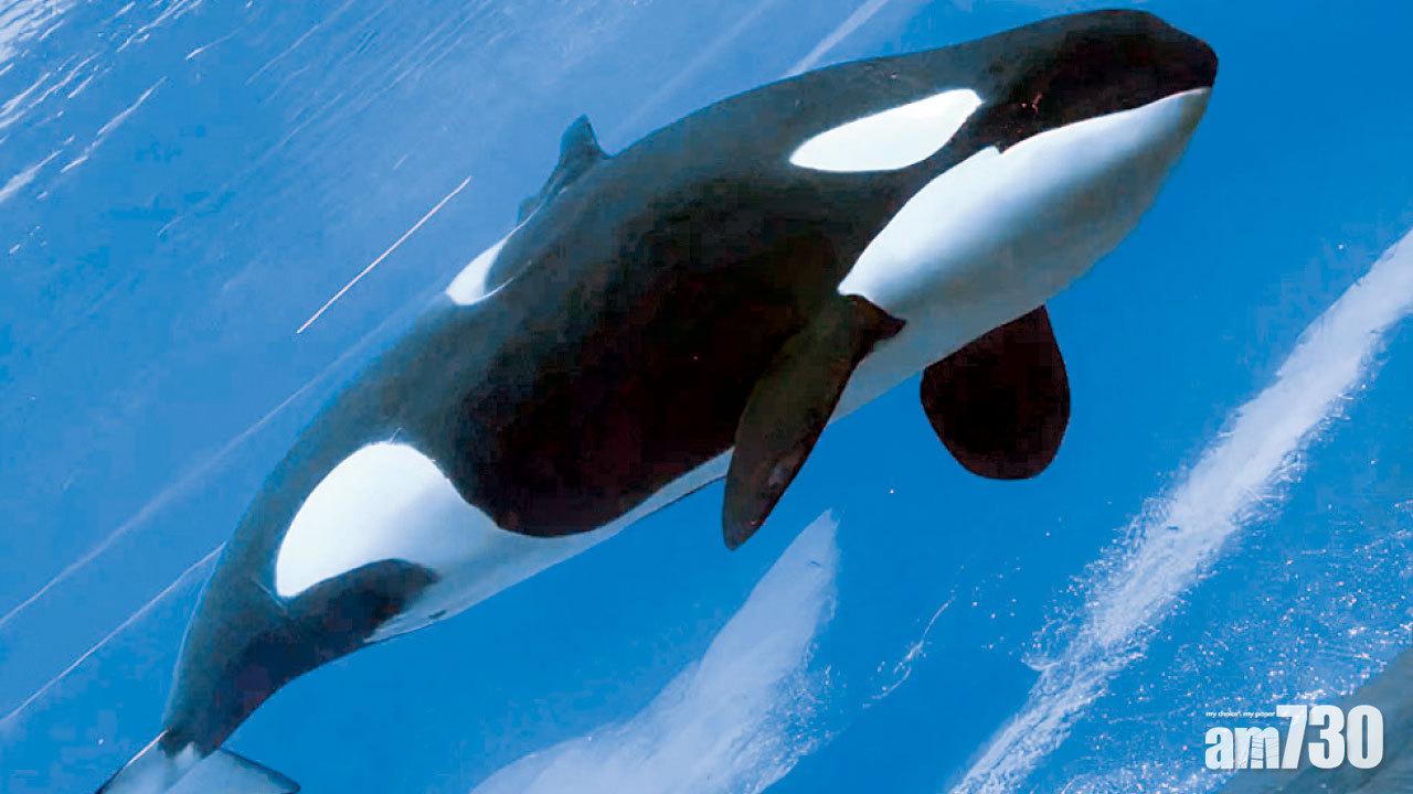 「世上最孤獨殺人鯨」 被圈養40年 撼牆自殘