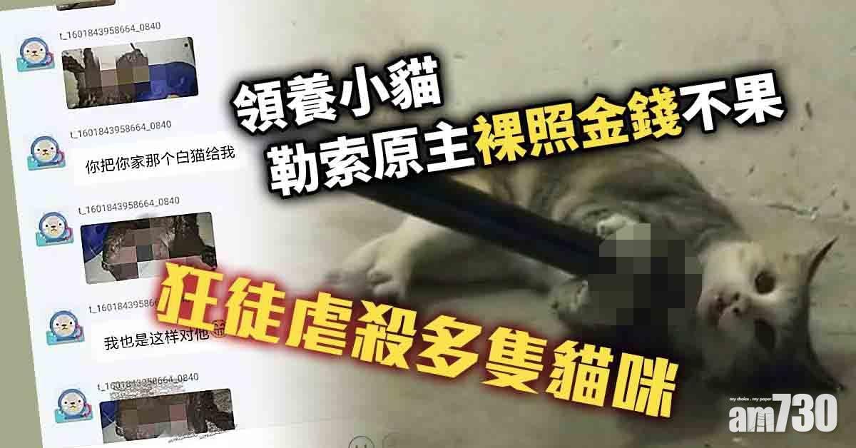 領養小貓勒索原主裸照金錢不果 狂徒虐殺多隻貓咪