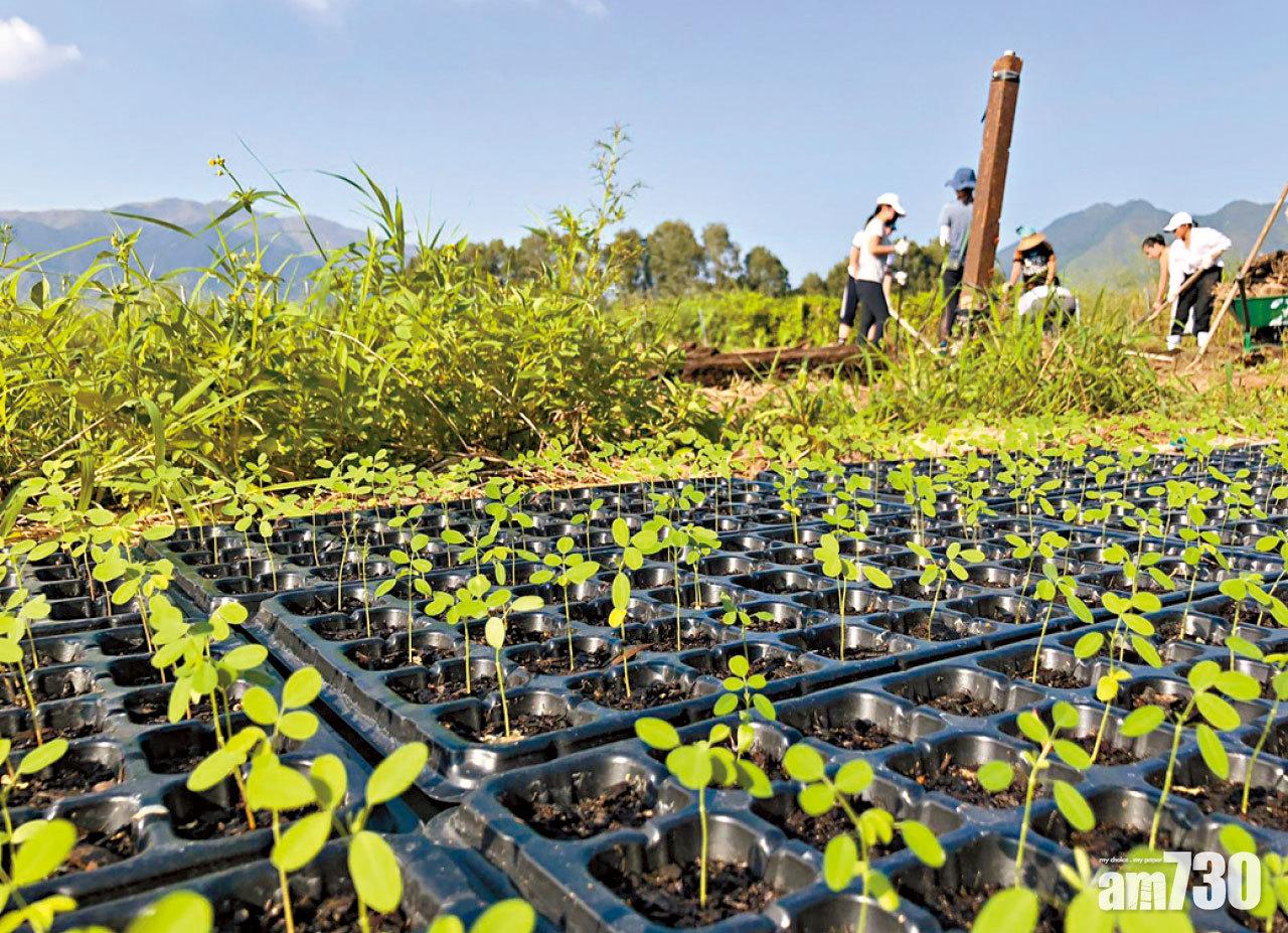 香港藝術家的新土壤