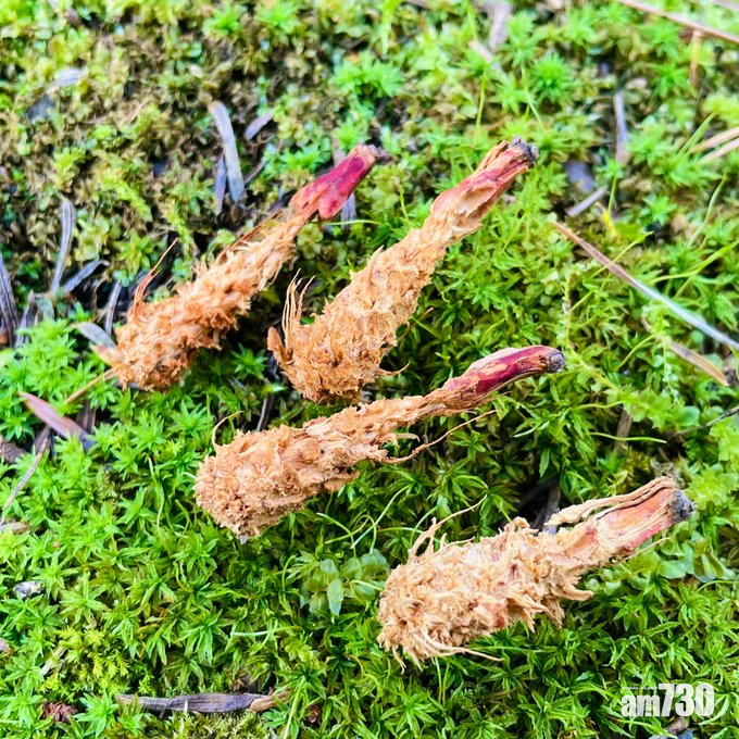 網上熱話｜阿女：媽媽，松鼠食完的松果變成炸蝦！