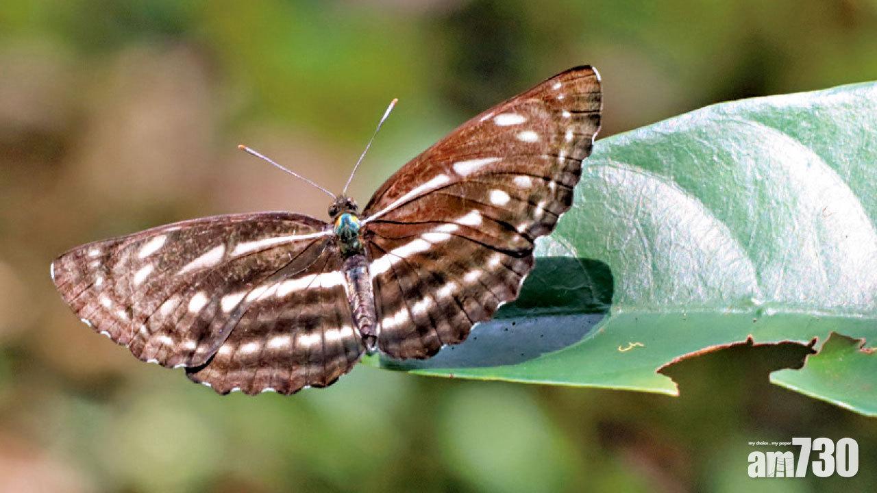 神秘「娜環蛺蝶」現蹤影 蝴蝶普查錄162品種44屬珍稀