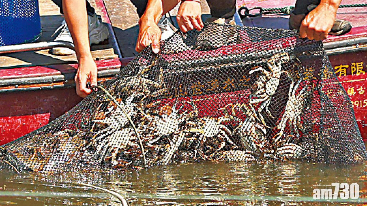 圖片新聞: 大閘蟹