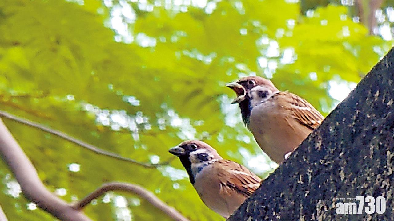 香港觀鳥會全港麻雀普查結果 全港麻雀數量創新低年減5.5萬跌至僅21萬隻