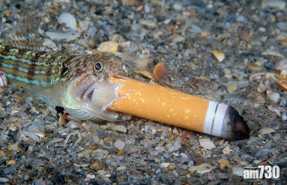 海洋垃圾｜年度海洋攝影獎：魚吞煙頭海馬尾勾口罩