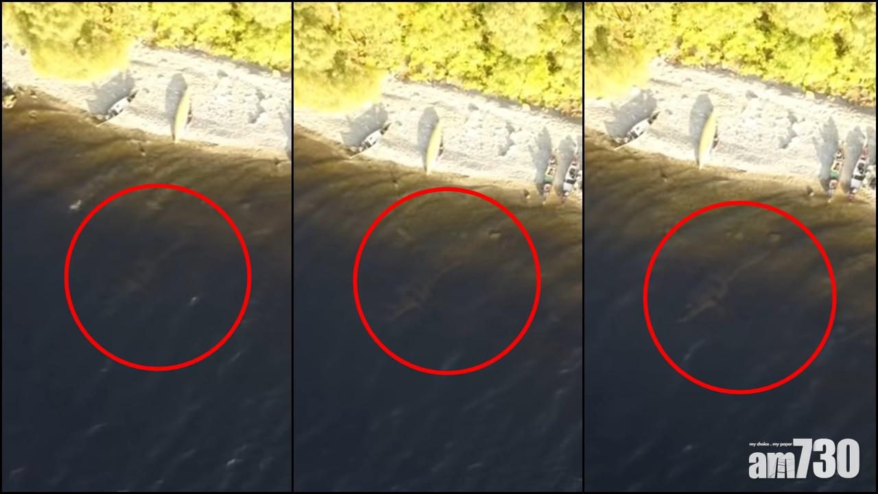 信不信由你｜尼斯湖水怪曝光？  水中巨物伸長頸游近岸邊