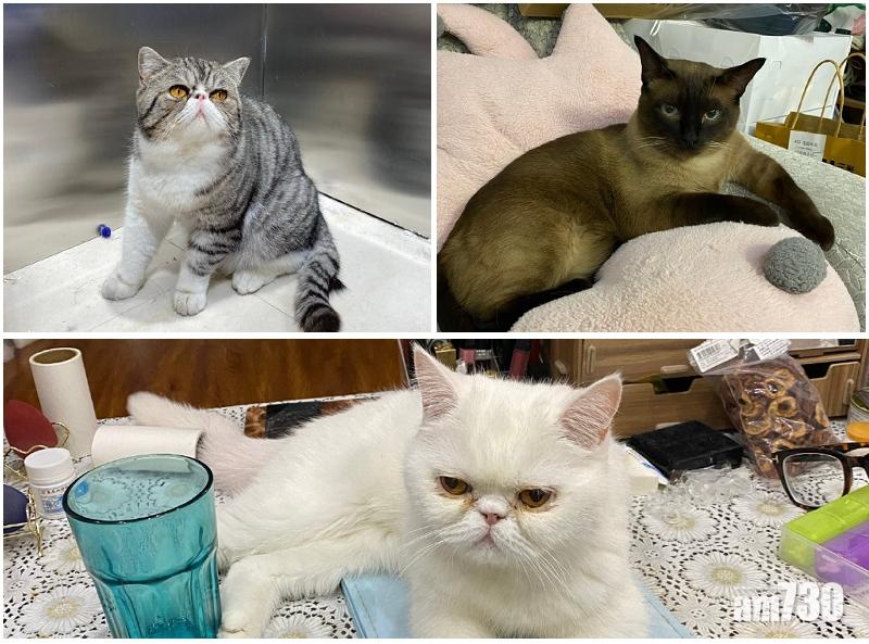 新冠肺炎｜工作人員稱無碇醫 黑龍江3疫貓被安樂死