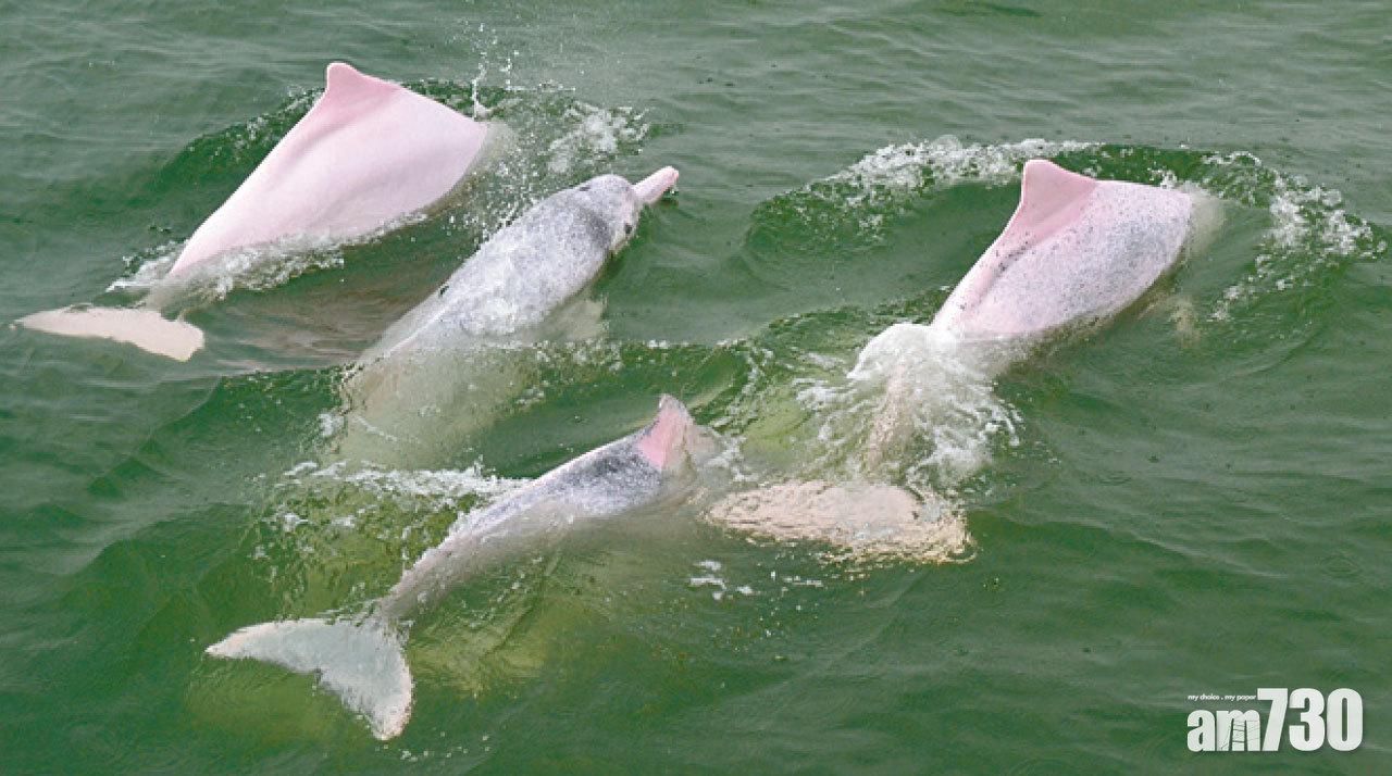 20項生物多樣性目標港僅6項「部分達標」 環團：全靠大面積郊野公園