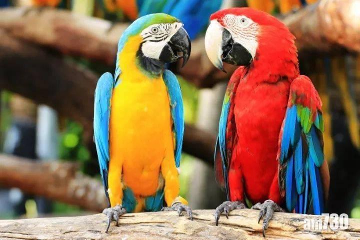 浙江麗水7人染「鸚鵡熱」1人不治 症狀似新冠肺炎