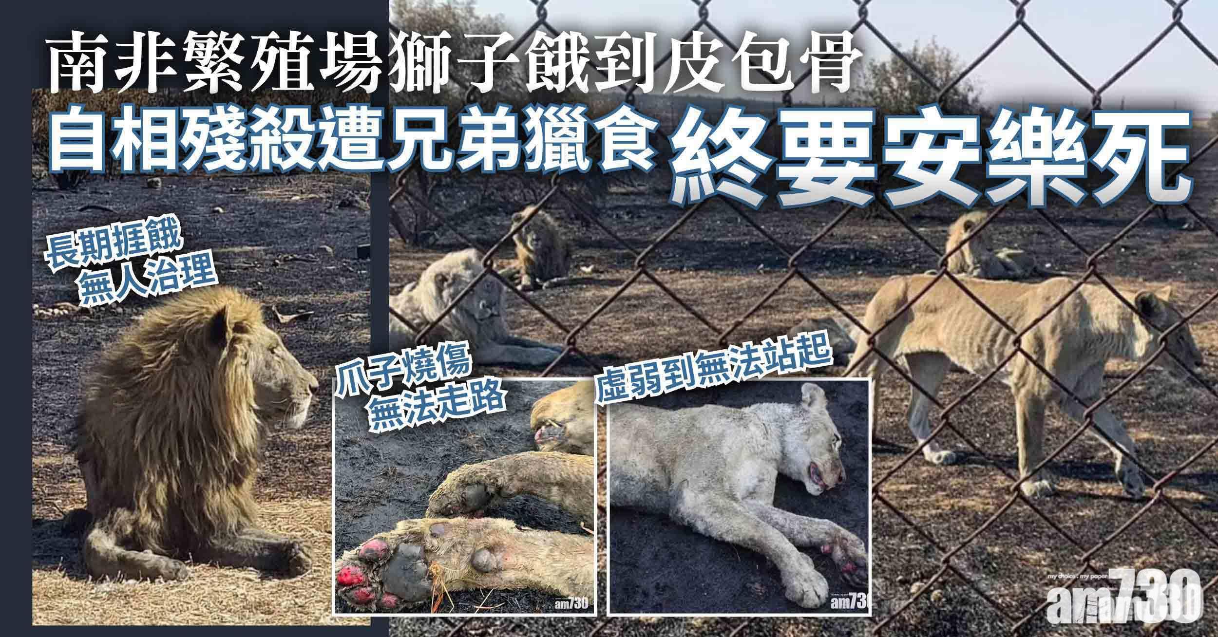 慘絕｜南非繁殖場獅子餓到皮包骨終要安樂死  自相殘殺遭兄弟獵食