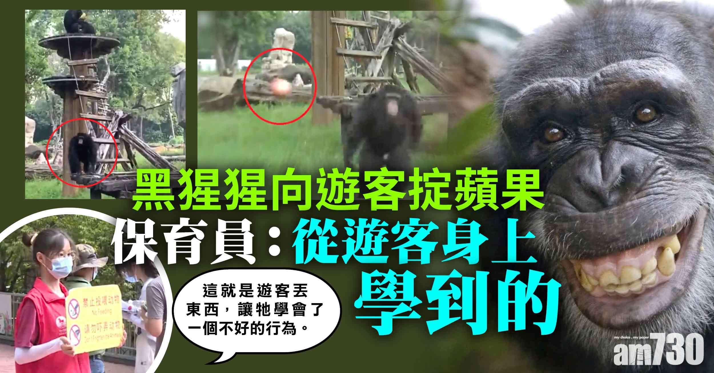 黑猩猩怒向遊客掟蘋果 保育員：跟亂餵食遊客學的