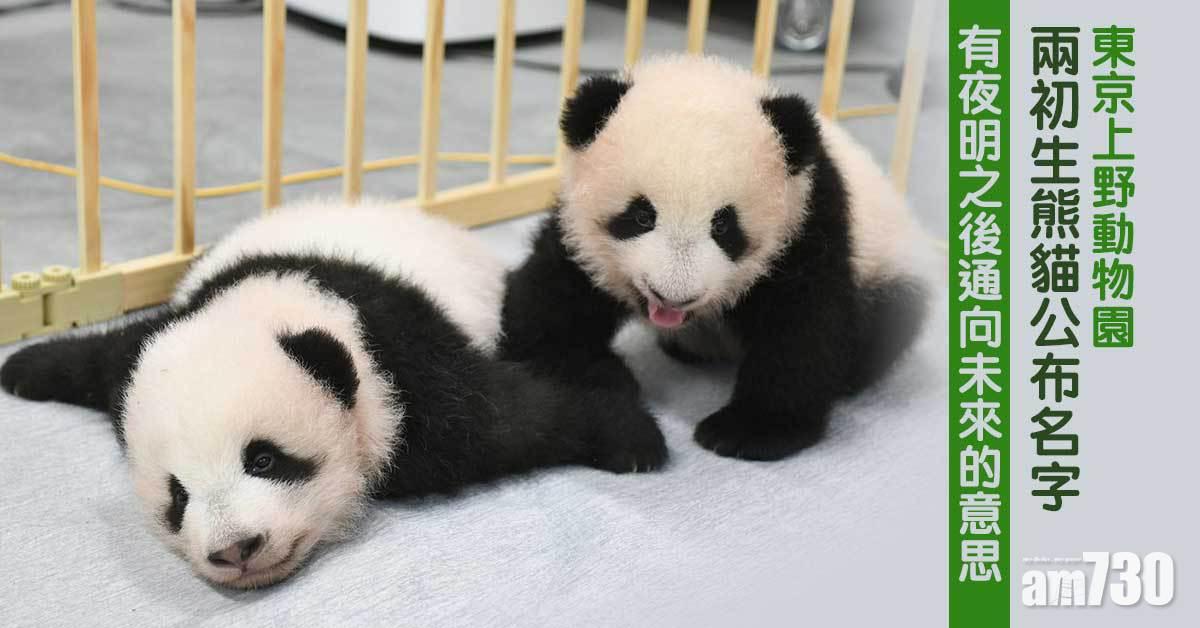 東京上野動物園兩初生熊貓公布名字