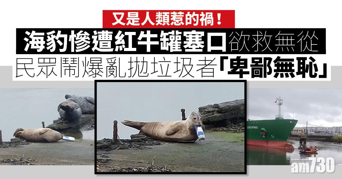 海豹慘遭紅牛罐塞口欲救無從  民眾鬧爆亂拋垃圾者「卑鄙無恥」