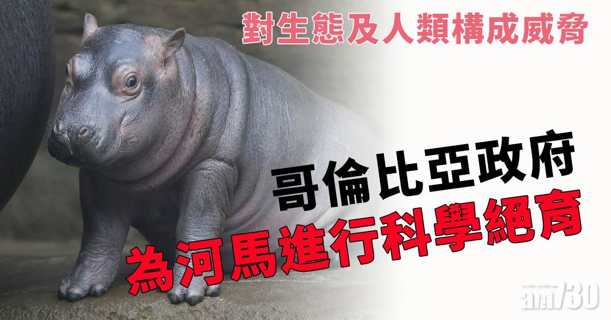 前毒梟偷運飼養後大量繁殖　哥倫比亞政府要為河馬絕育