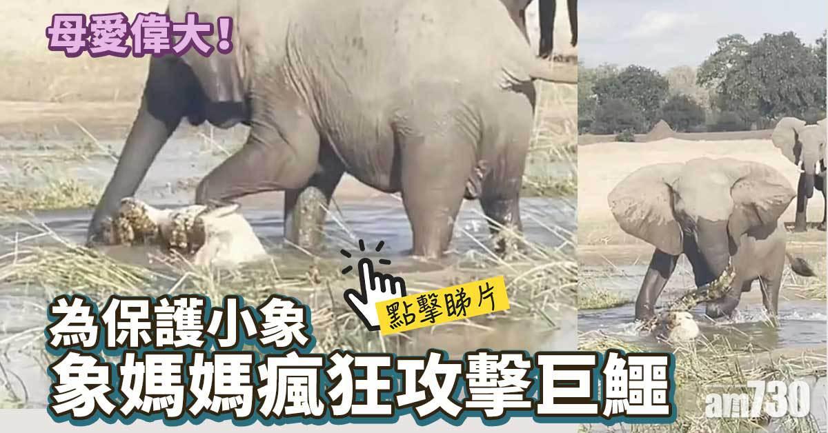 有片｜為保護小象 象媽媽瘋狂攻擊巨鱷