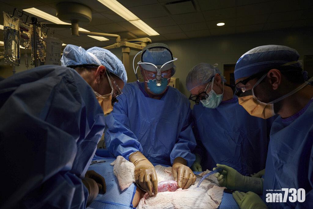 基因改造｜「基因豬腎」移植人體無排斥 全球首例 (有片)