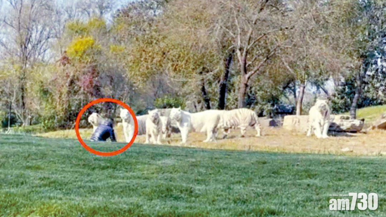 自駕遊動物園擅自落車 男子衝向11白虎怪叫挑釁