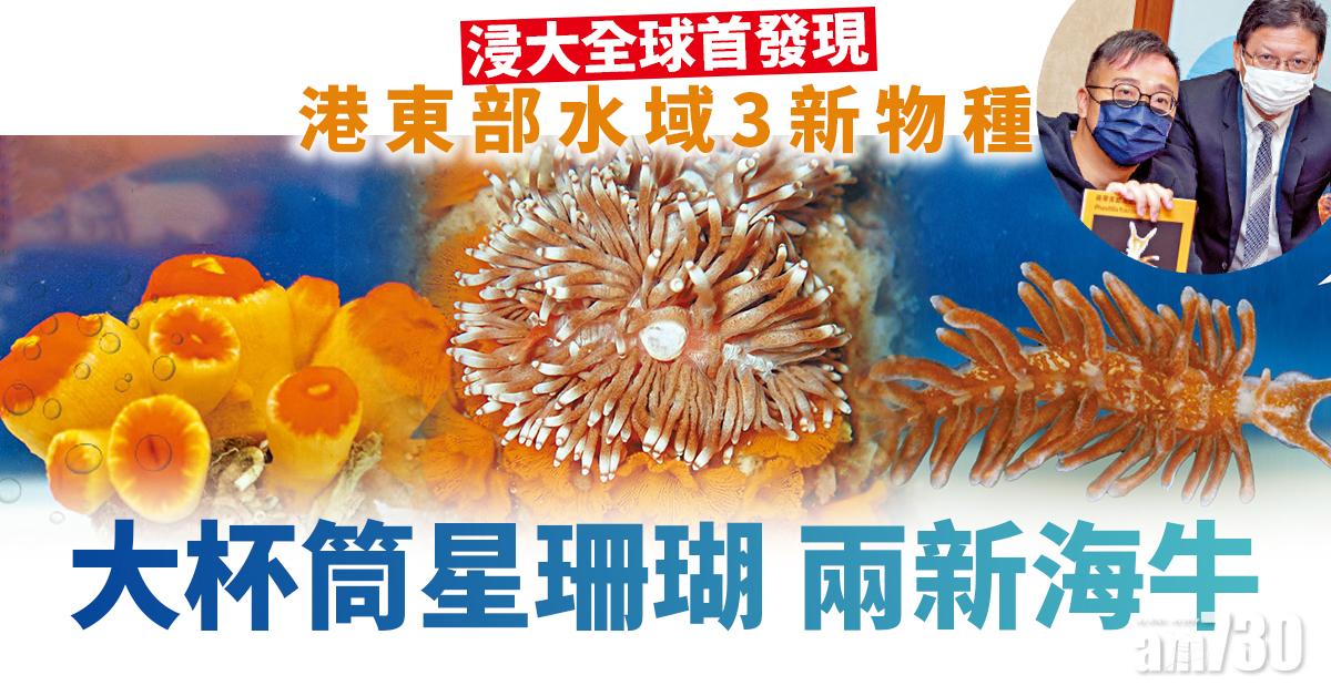 浸大全球首發現 港東部水域3新物種 大杯筒星珊瑚 兩新海牛