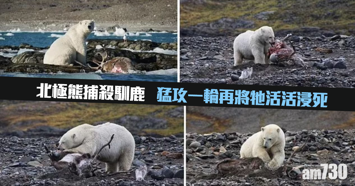 有片｜北極熊捕殺馴鹿  猛攻一輪再將牠活活浸死
