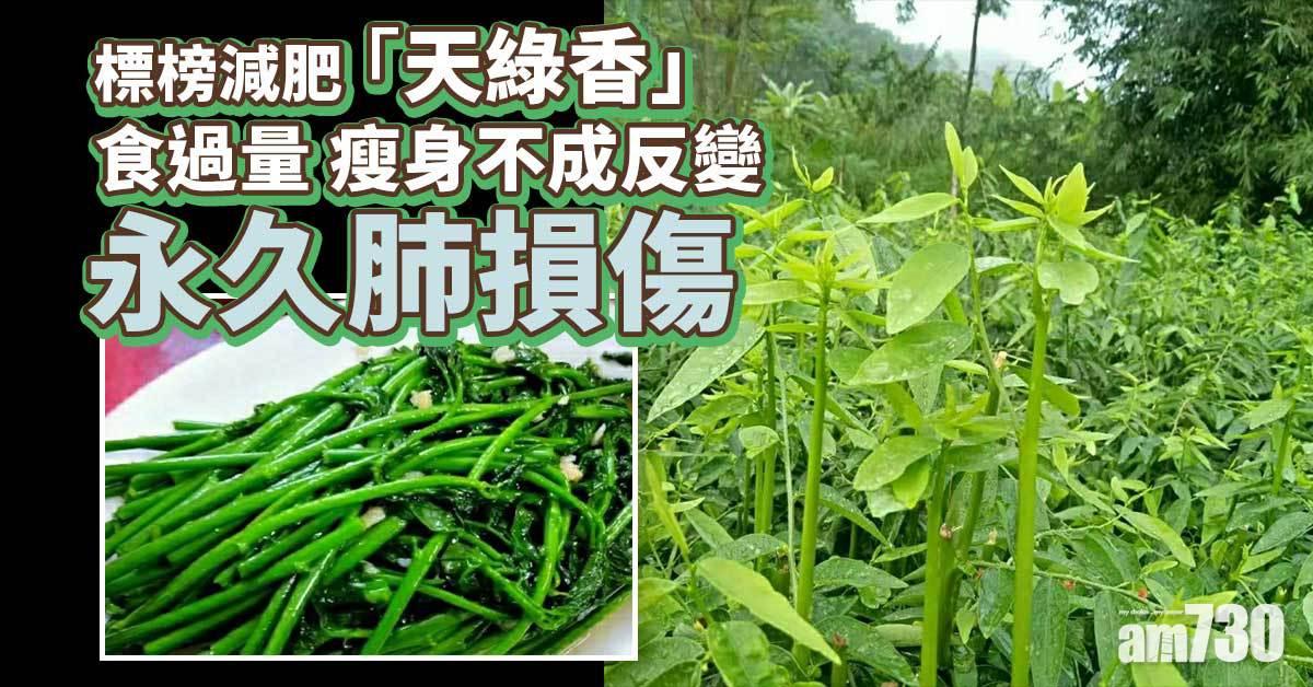 減肥「天綠香」 長期食用可致閉塞性支氣管炎 台民眾飲到肺纖維化 