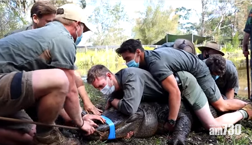 有片｜澳洲動物園350公斤鱷魚性癮大  12猛男合力制服捉去「坐監」
