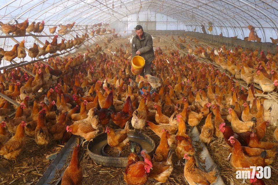 H5N6禽流感｜東莞增1確診 路透：病毒或變種 中國患者比去年多