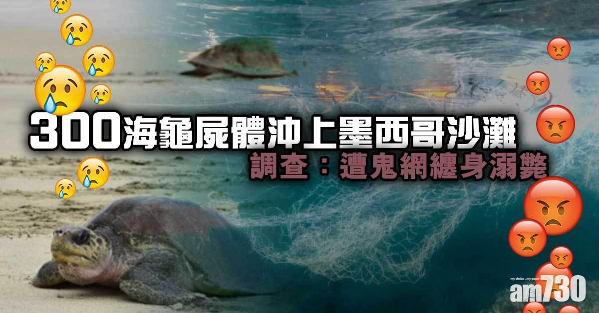 300海龜屍體沖上墨西哥沙灘  調查：遭鬼網纏身溺斃