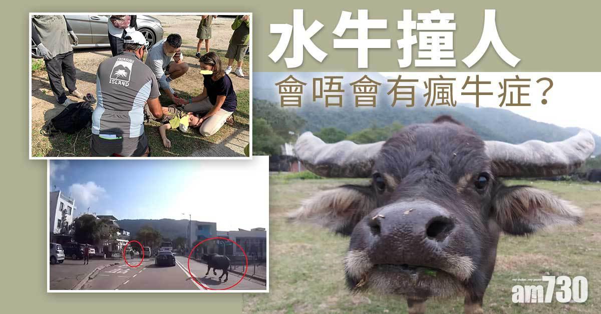 水牛撞人丨會唔會惹上瘋牛症？