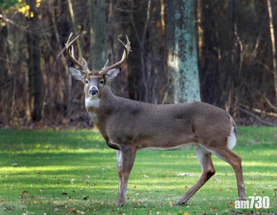 新冠肺炎｜美國研究：新冠病毒在艾奧瓦州白尾鹿群傳播