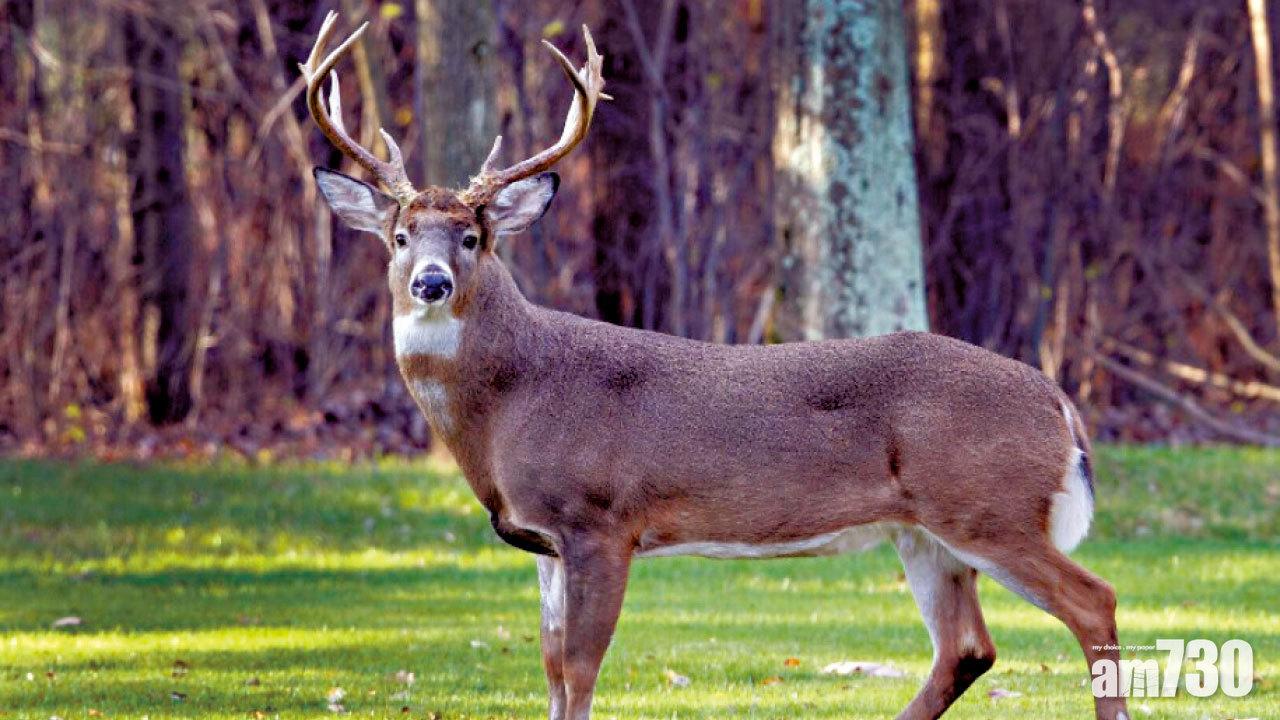 最新研究｜新冠病毒於艾奧瓦鹿群傳播 科學家憂鹿隻成變種毒株宿主